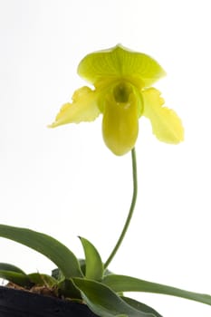 A beautiful pure yellow to chatreuse flower with a lighter colored dorsal. Generally 2 flowers per spike. This cross is between a succesive blooming species and a complex yellow for size. Easy to grow and flower. The picture above shows some of the variation within this cross.