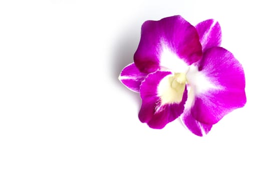  pink Orchid on white background 