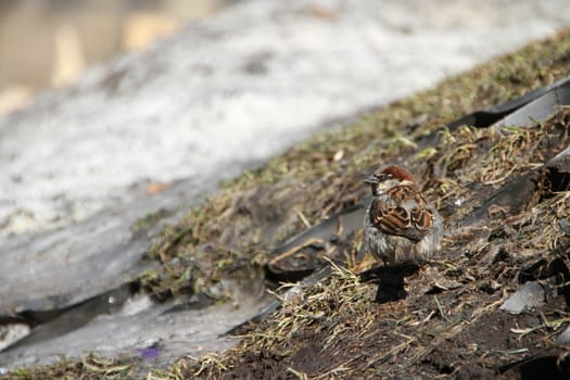 City sparrow on a grass in the spring among the thawing snow