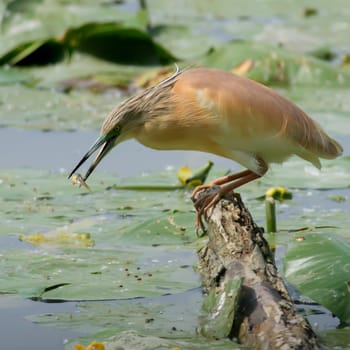 squacco heron hunting for fish