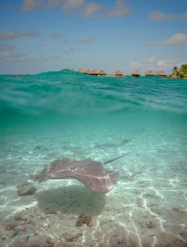 Over-under water shot of a stingray in the shallow, clear water of the lagoon of Bora Bora, an island in the Tahiti archipelago French Polynesia with an  overwater bungalow resort in the background.