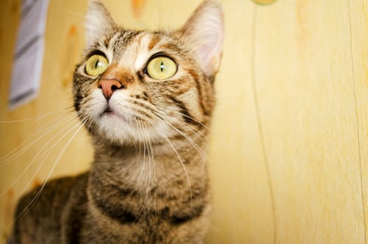 Power of Bengal cat eyes yellow background