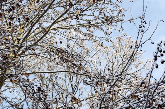 Frozen trees in winter season background view