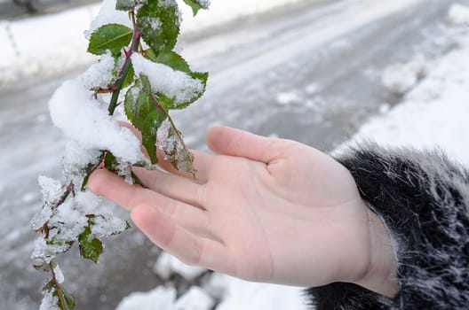 Plant in hand closeup snow background