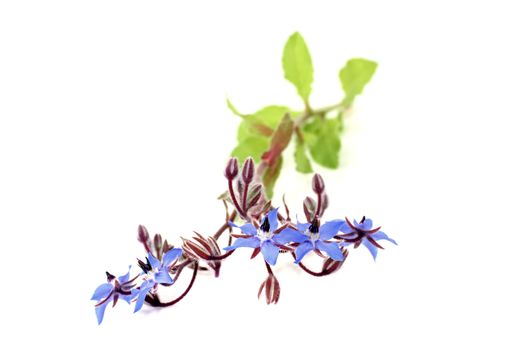 fresh healing blue Borage on a light background