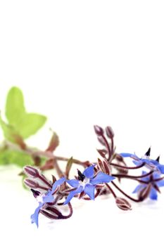 fresh delicious blue Borage on a light background