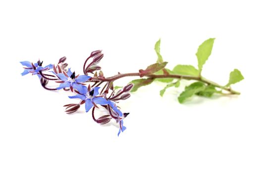 fresh natural Borage on a light background