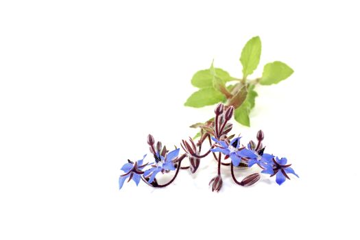 fresh delicious Borage on a light background