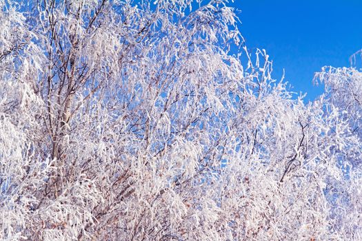 The trees, covered with a large number of thick frost on the background of blue sky.