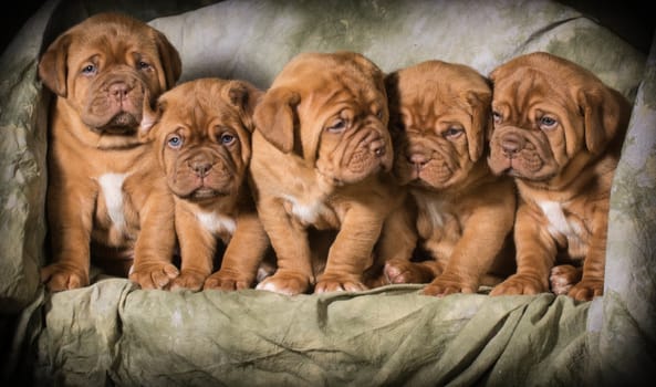 litter of dogue de bordeaux puppies - 5 weeks old