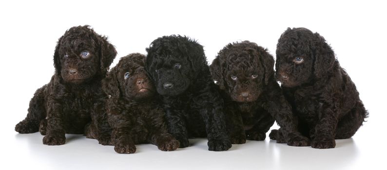 litter of five barbet puppies laying on white background - 5 weeks old