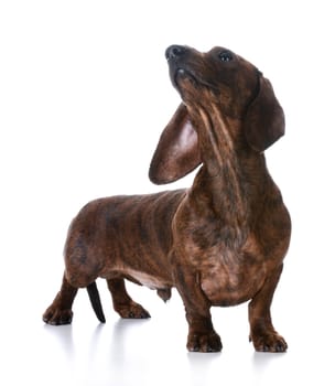miniature smooth dachshund standing on white background