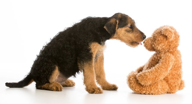 cute puppy reaching out to kiss stuffed teddy bear - airedale terrier