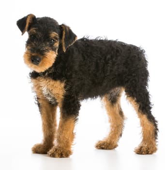 airedale terrier puppy standing on white background