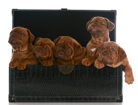 litter of puppies - five week old dogue de bordeaux pups in a trunk on white background