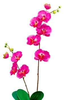 Beautiful artificial flower Orchid hot pink on a white background.