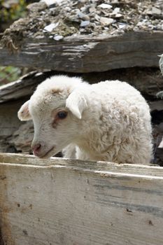 Lamb on a farm in Swanetia, Georgia, East Europe