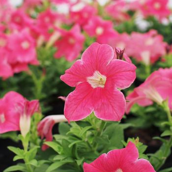colorful of petunia flower in the garden