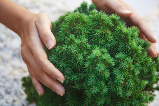 Human hands touching green decorative fir