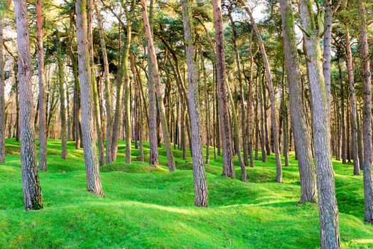 The forest wood and craters on battlefield of Vimy ridge