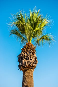 tall palm trees against the blue sky