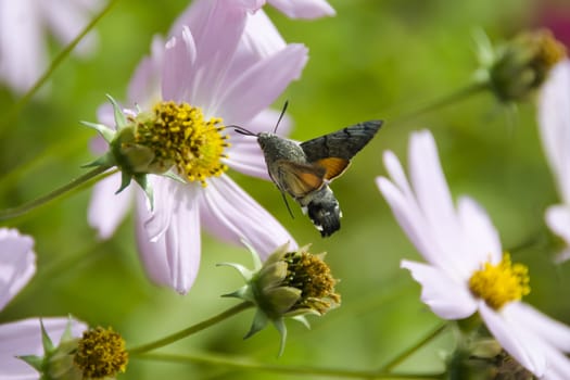 Butterfly - Brazhnik collects pollen from a flower