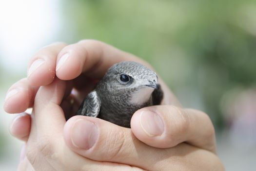 Nestling swift can not fly sits on the palm