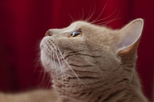 Portrait of the cat in the profile. Cat enthusiastically looking up. The picture is very well seen the color of the iris of the eye and its structure.