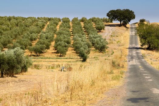 Classical rural landscape with olive trees garden