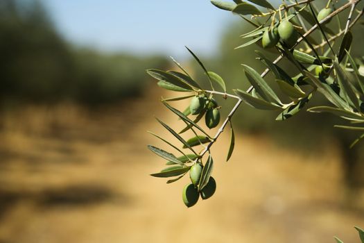 Classical rural landscape with olive trees garden