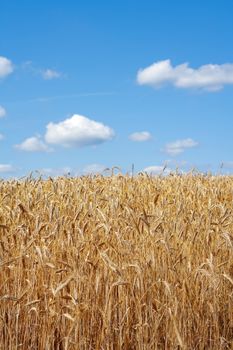 field of rye raedy for harvest with blue sky