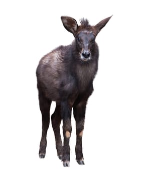 young serow isolated on  white background