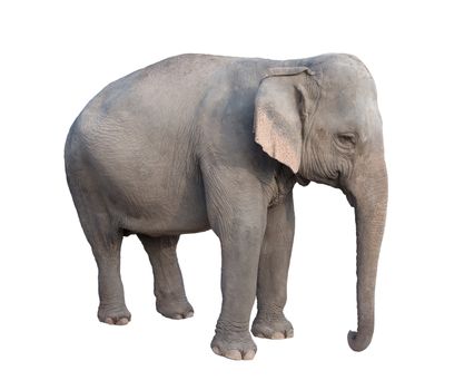 female asia elephant isolated on white background