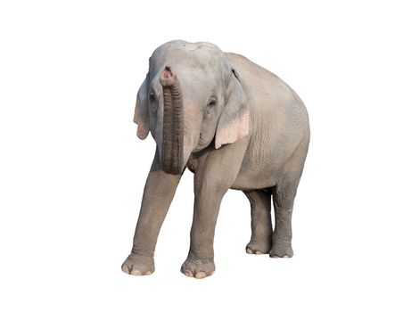 female asia elephant isolated on white background
