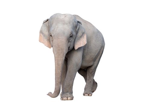 female asia elephant isolated on white background