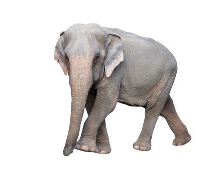 female asia elephant isolated on white background