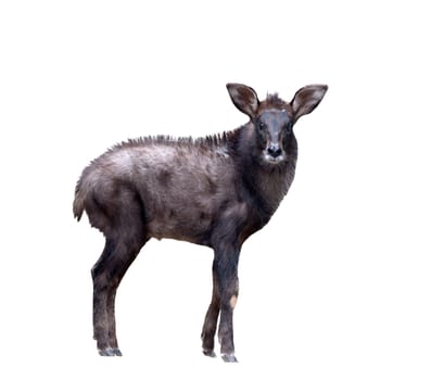 young serow isolated on  white background