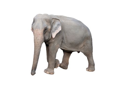 female asia elephant isolated on white background