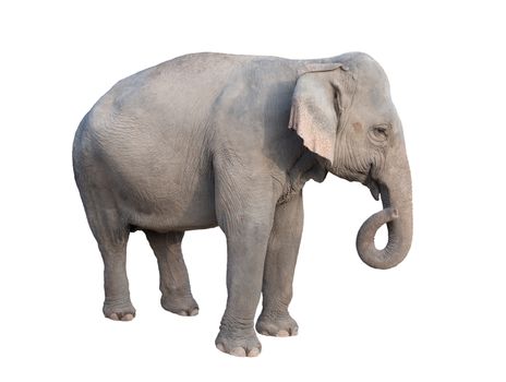 female asia elephant isolated on white background
