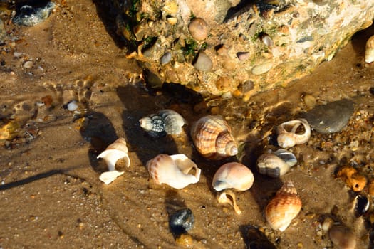 Sea shells on beach