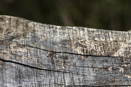 close up of old weathered piece of wood