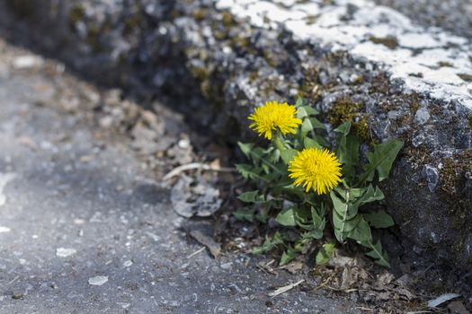 small yellow dandelion growing at curb stone edge. Rough street.