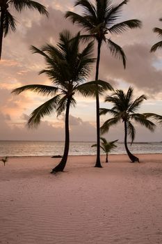 Caribbean beach with palm trees amd sunbeds.