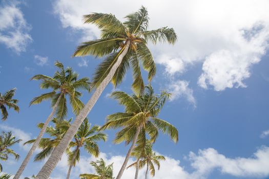 Palm trees in the sky in the Dominican Republic