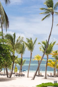 Caribbean Beach with palm trees and sunbeds