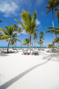 Caribbean sand beach with palm trees and sunbeds in the Dominican Republic