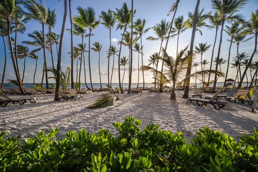 Caribbean Beach with sunbeds and palm trees at sunrise