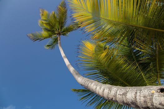 Palm trees in the sky on a Caribbean beach