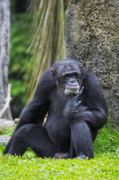 Portrait of a Common Chimpanzee in the wild