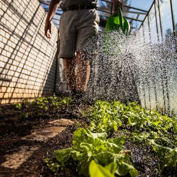 Watering young tomato vines in a greenhouse